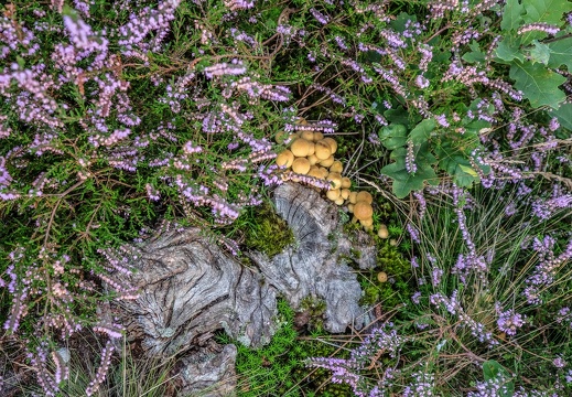 DSCF2208
