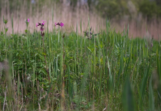 Heemtuin