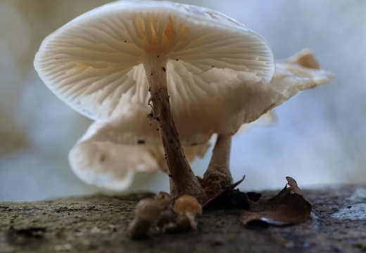 DSCF4526